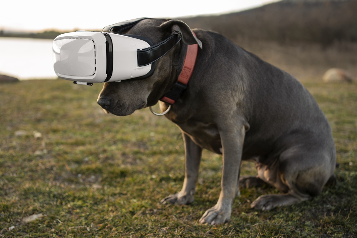 Собака та VR окуляри.
